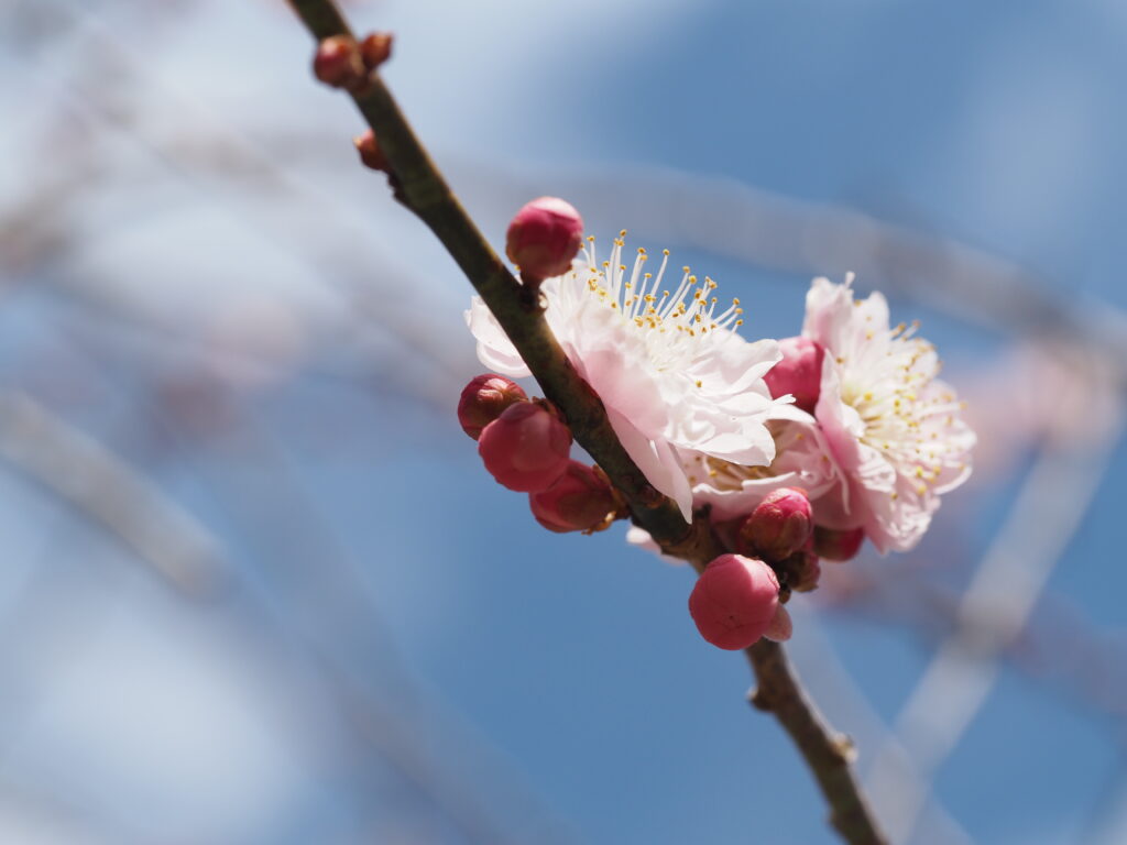 長瀞山不動寺の梅と青空