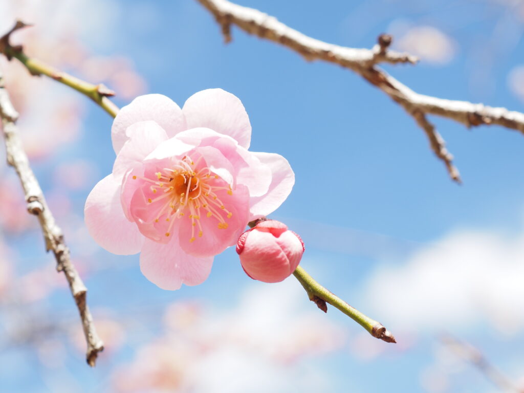 長瀞山不動寺の梅と青空