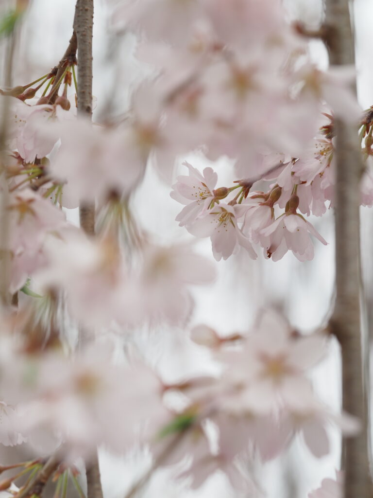 清雲寺の枝垂れ桜近接撮影