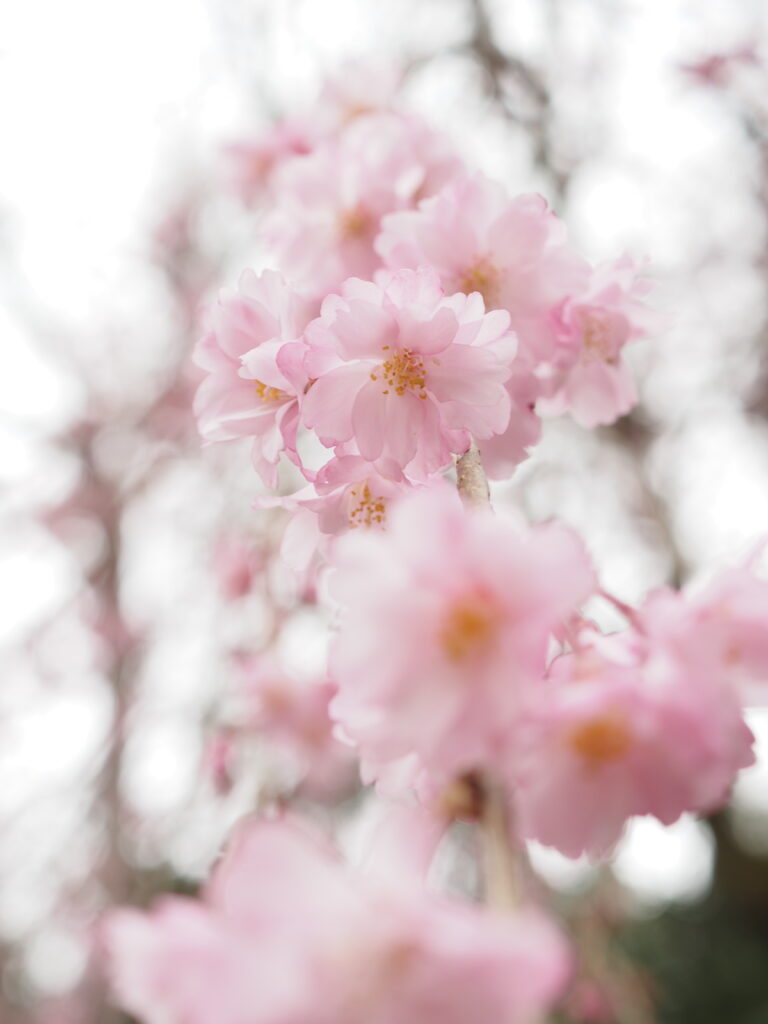 清雲寺の枝垂れ桜近接撮影