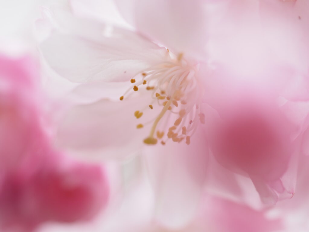 清雲寺の枝垂れ桜の超近接撮影