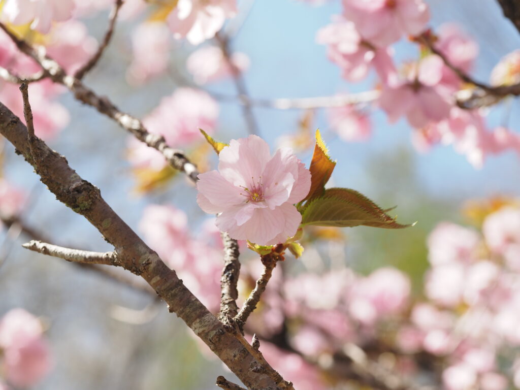 宝登山界隈の桜近接撮影