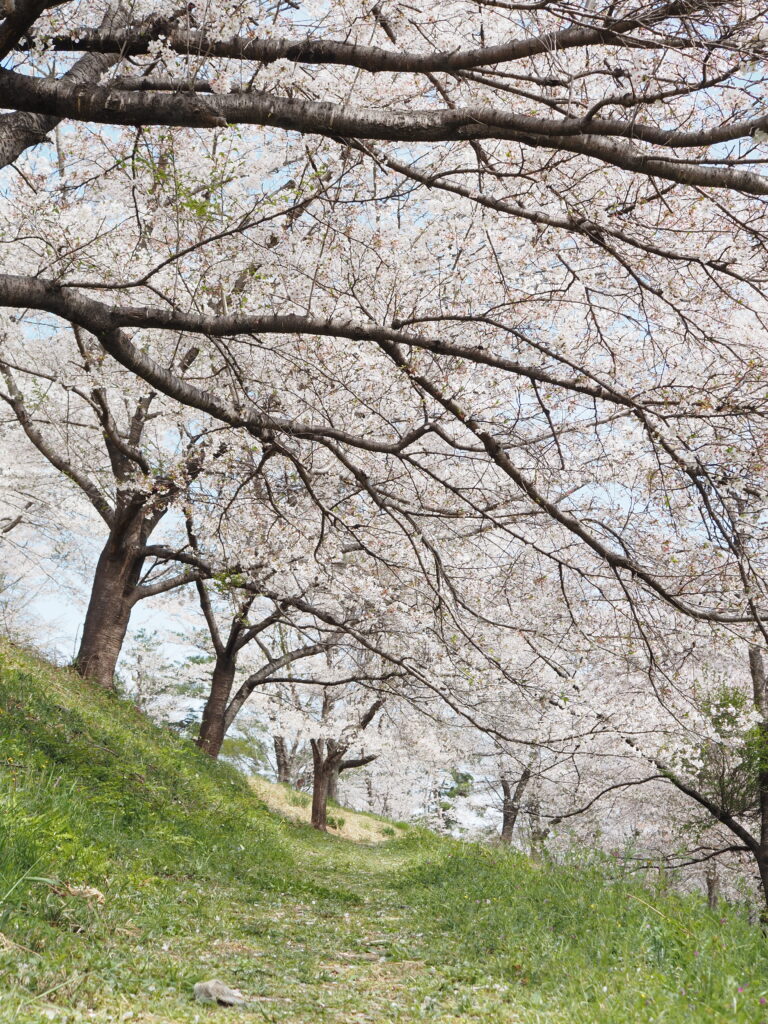 宝登山界隈の桜満開の名もなき道