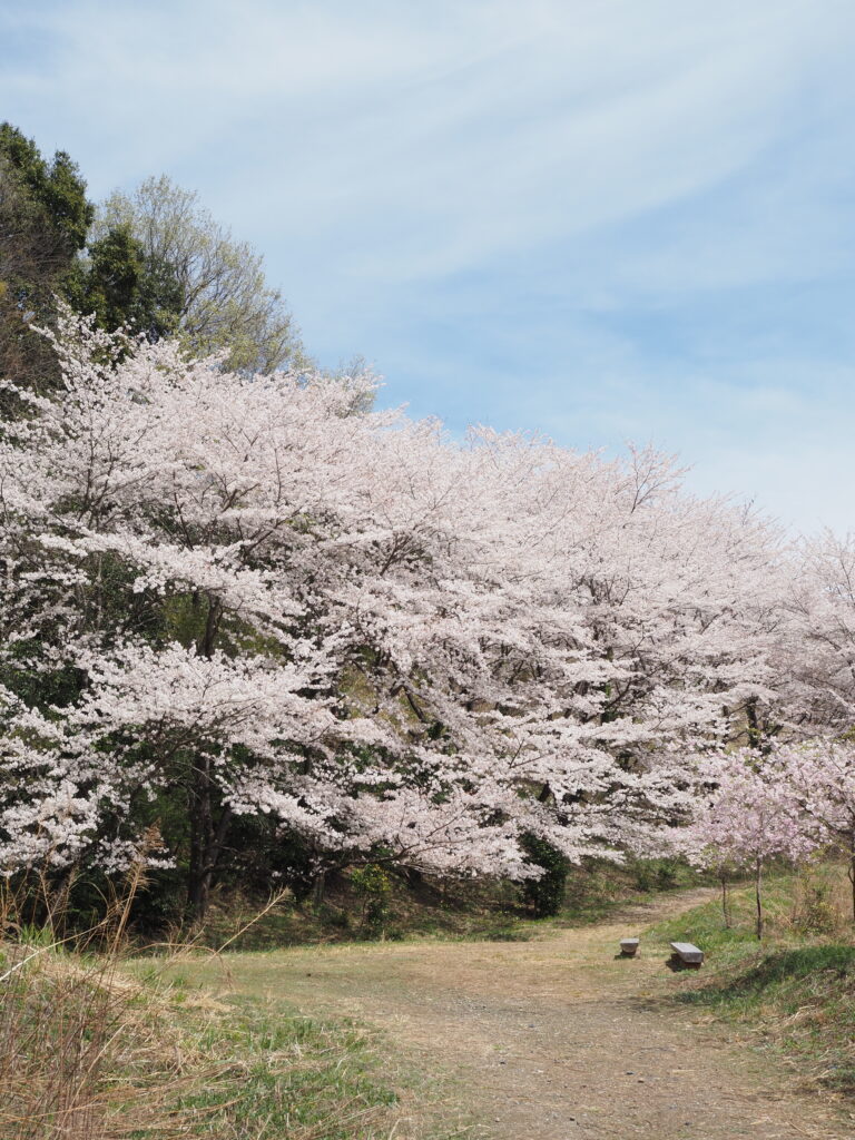 虎山の桜並木