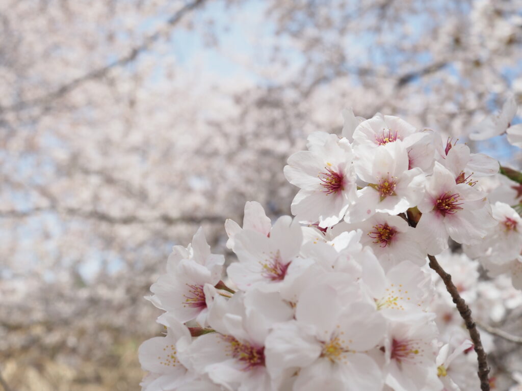 虎山の桜近接撮影