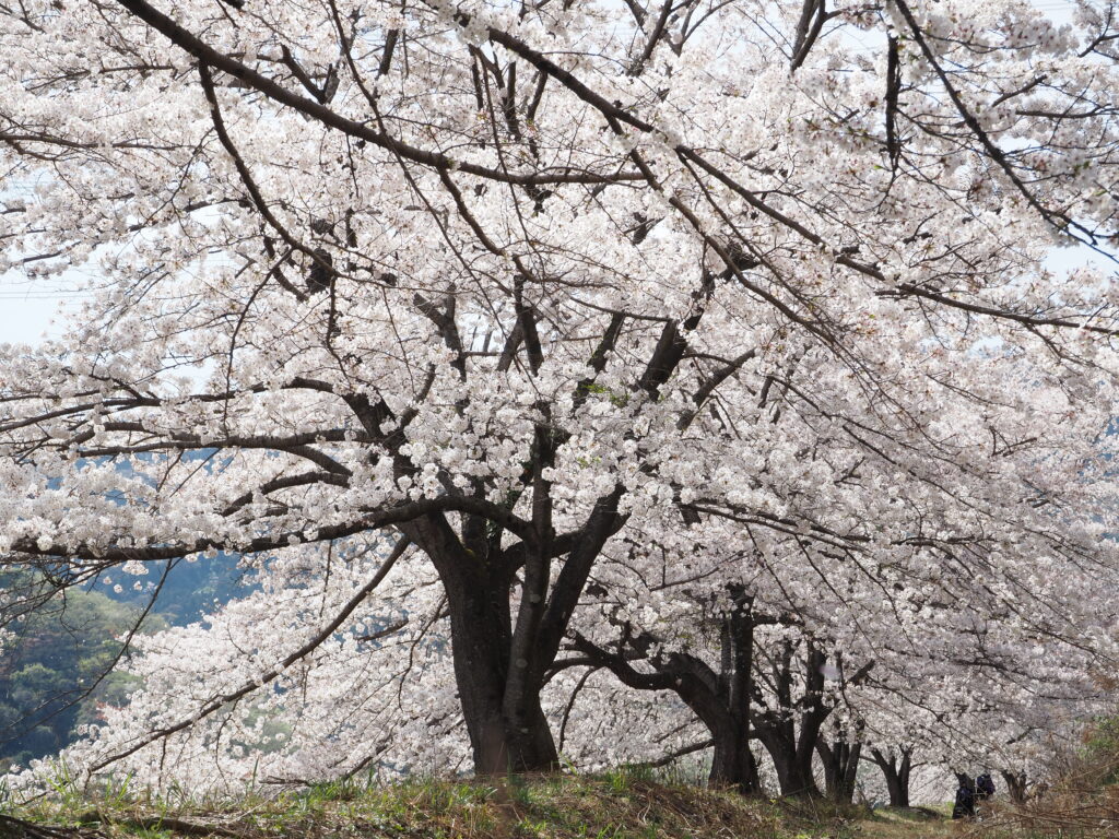 虎山の桜並木