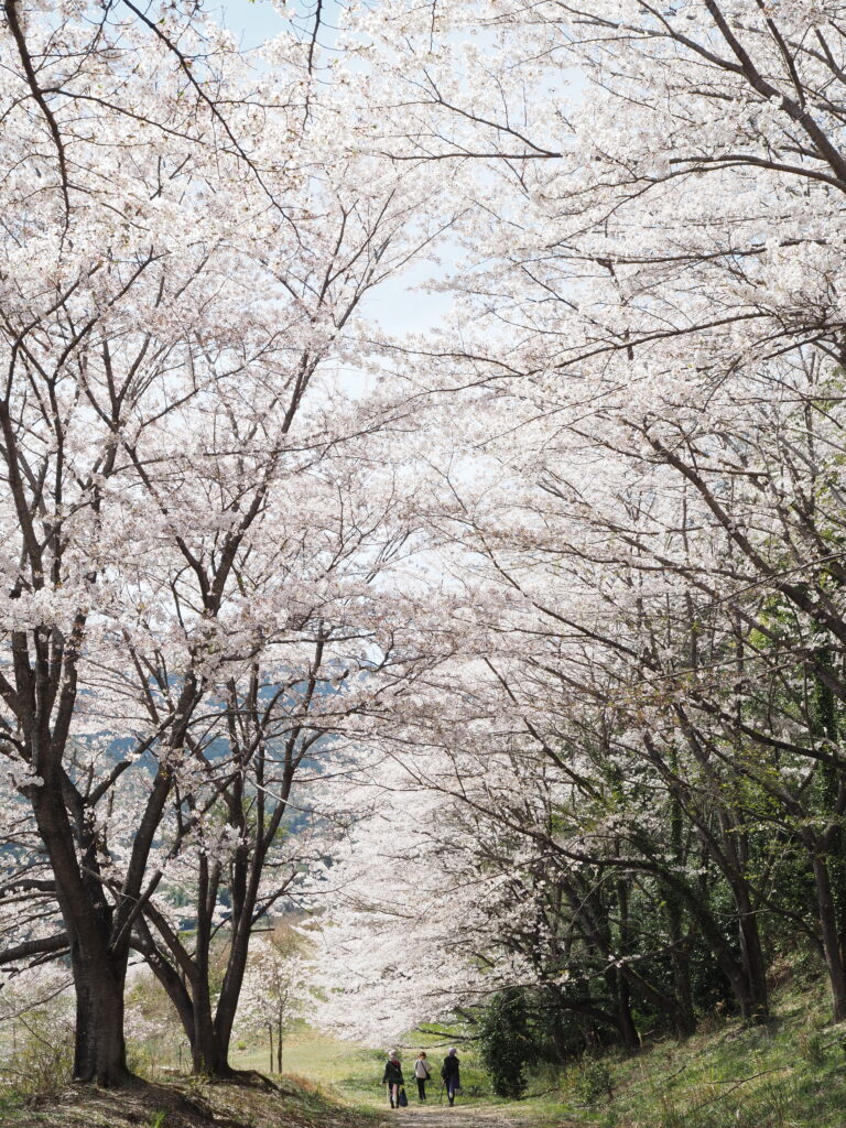 虎山の桜並木