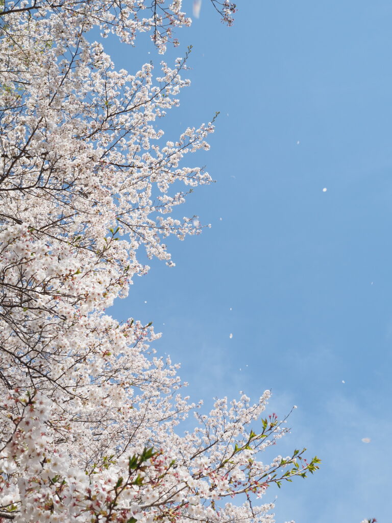 虎山の桜散る青空