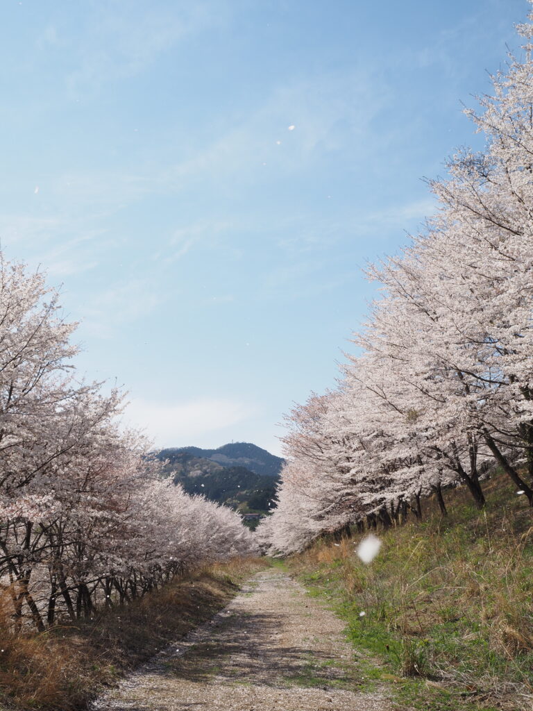 虎山の桜並木と青空