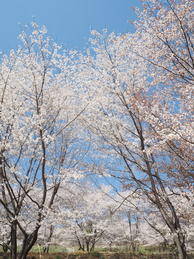 虎山の桜