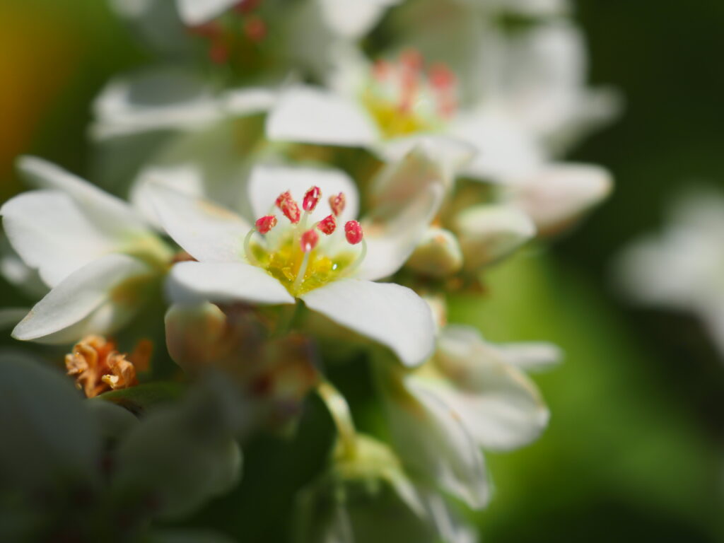 そばの里のそばの花の超近接撮影