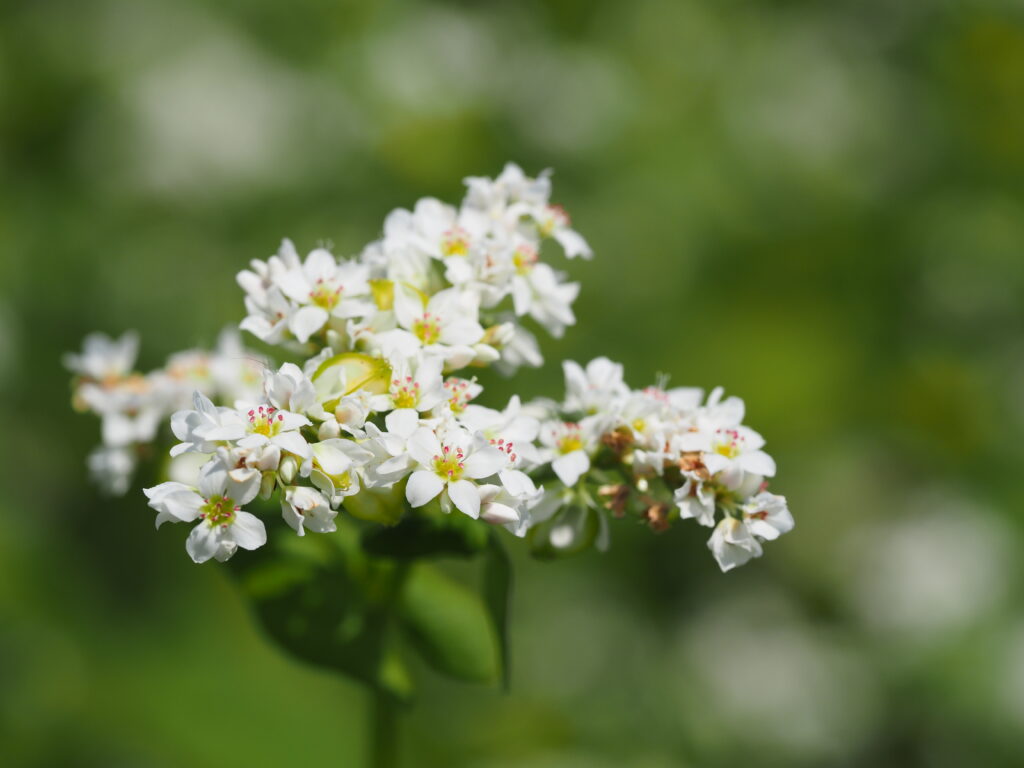 そばの里のそばの花