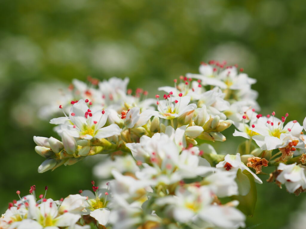 そばの里のそばの花の近接撮影