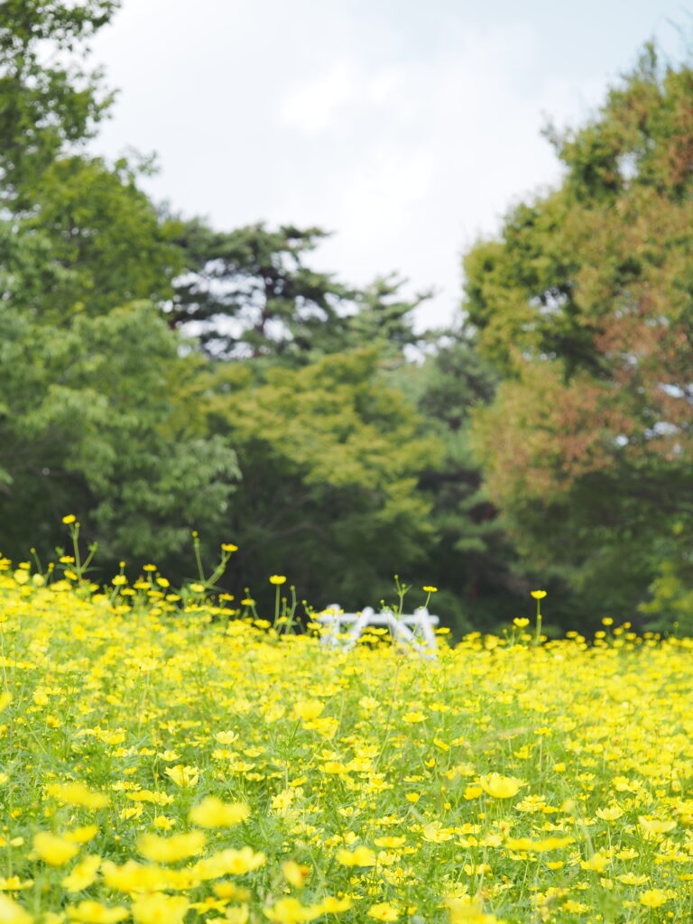 昭和記念公園のキバナコスモス