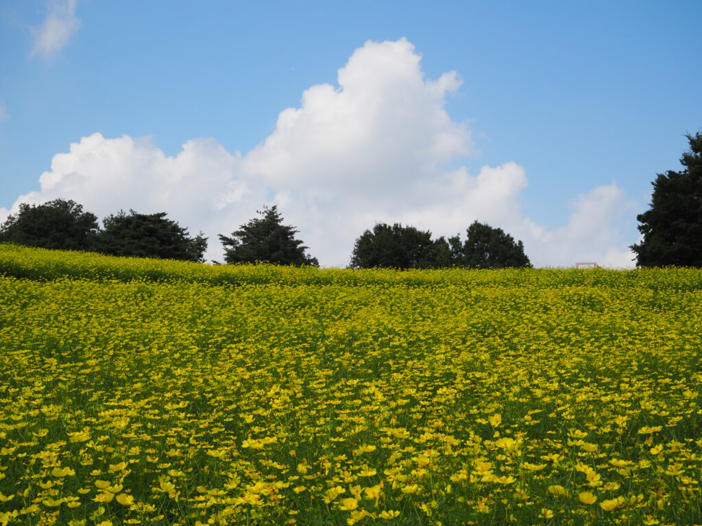 昭和記念公園のキバナコスモスの丘と青空