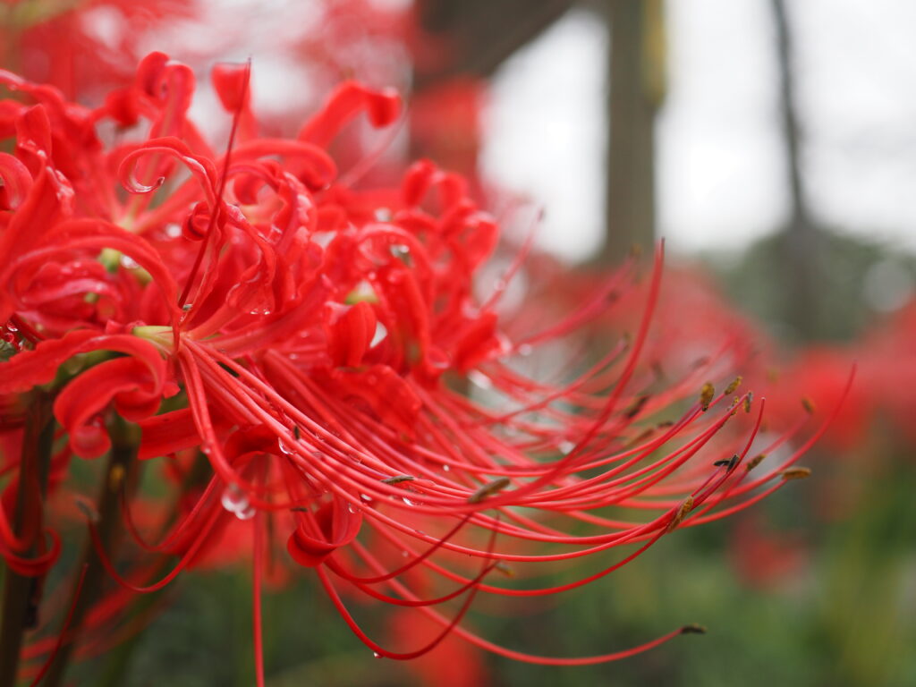 権現堂公園の曼珠沙華の近接撮影