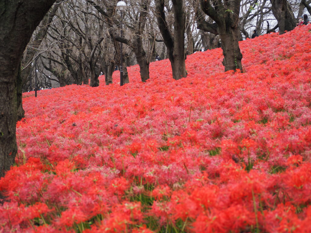 権現堂公園の一面の曼珠沙華