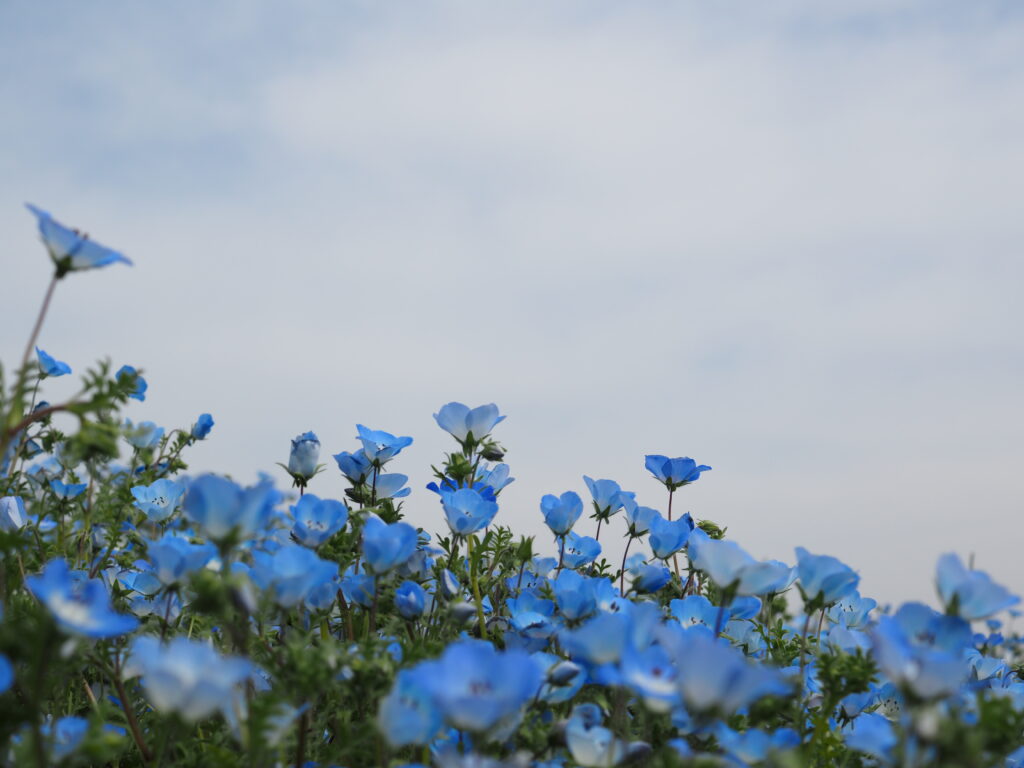 鼻高展望花の丘のネモフィラ