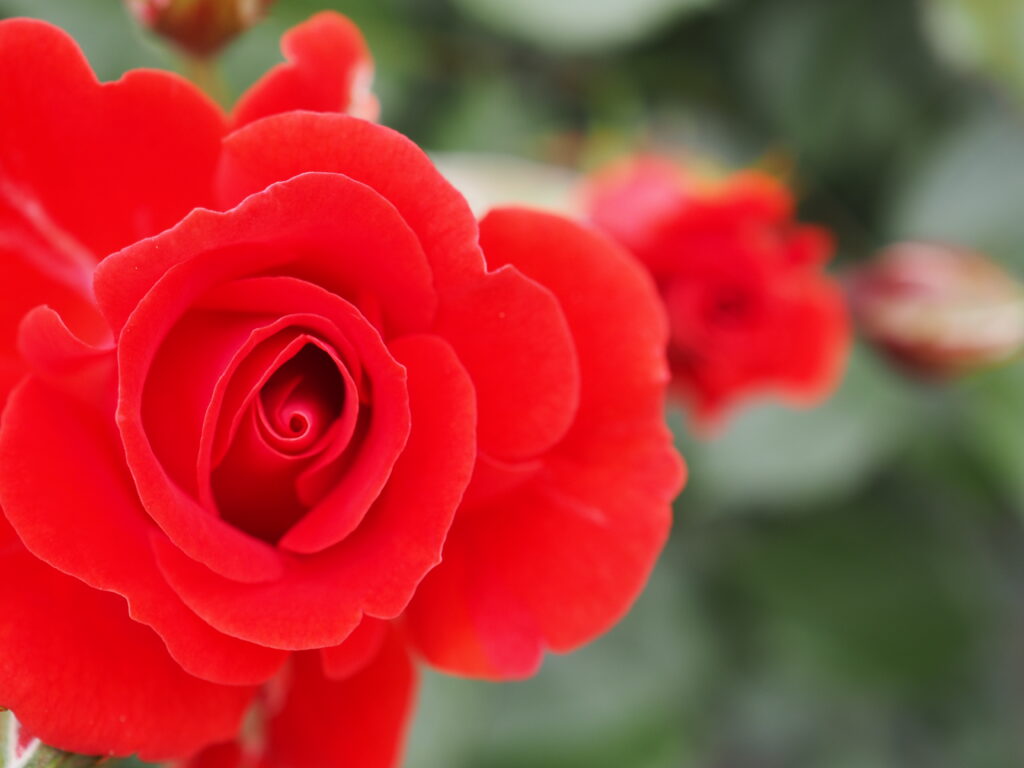 智光山公園のバラ