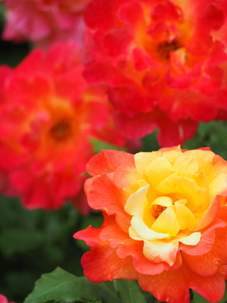 智光山公園のバラ