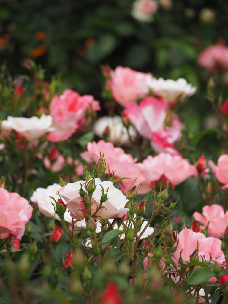 智光山公園のバラ