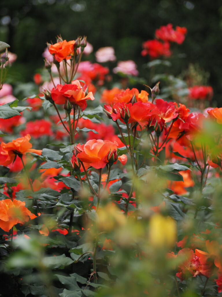 智光山公園のバラ