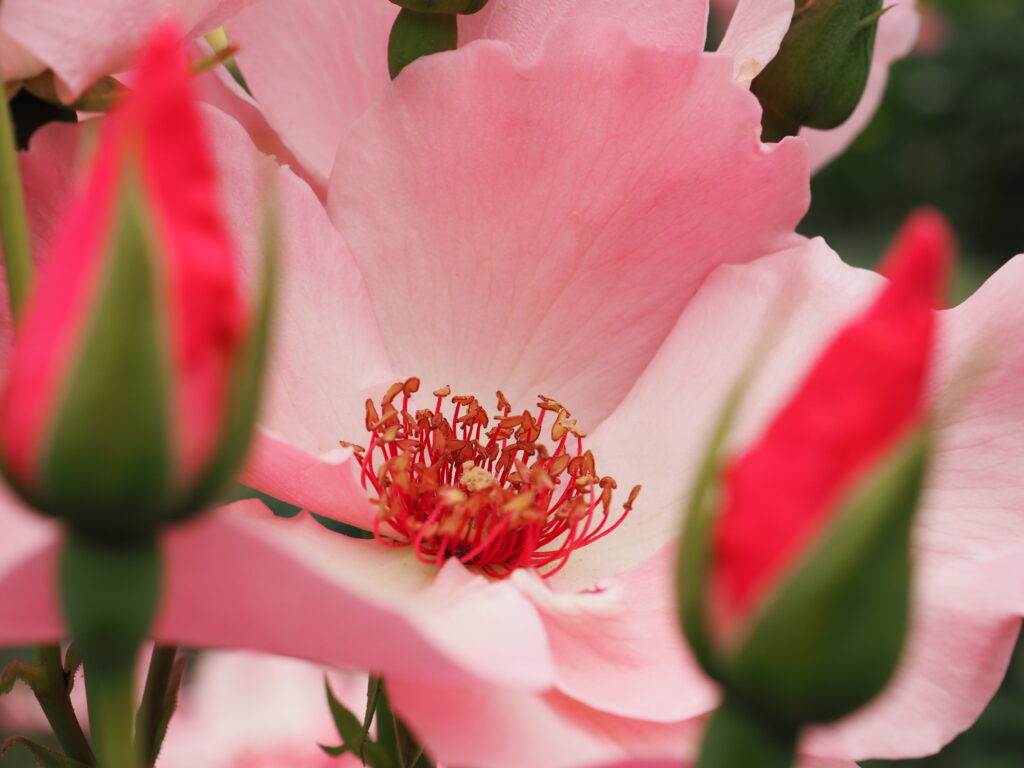 滝ノ入ローズガーデンのバラ