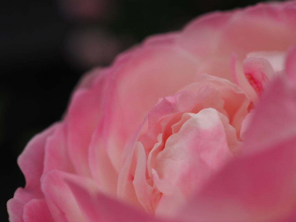 滝ノ入ローズガーデンのバラ