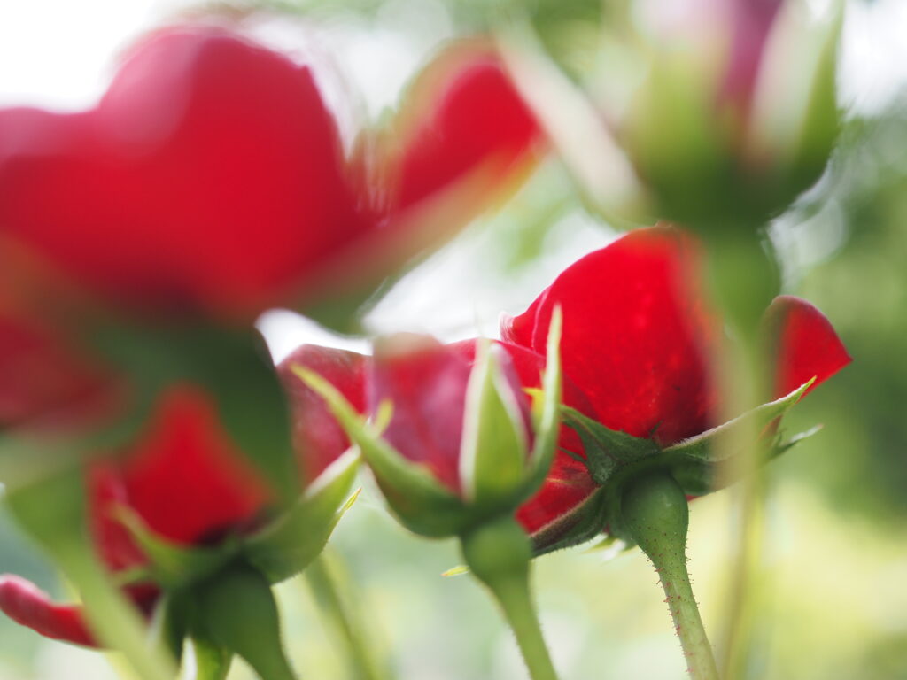 滝ノ入ローズガーデンのバラ