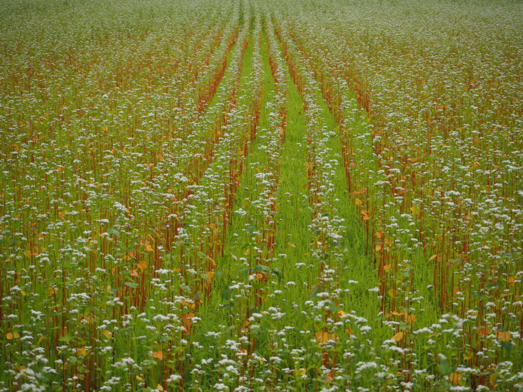 ちちぶ花見の里のそばの花