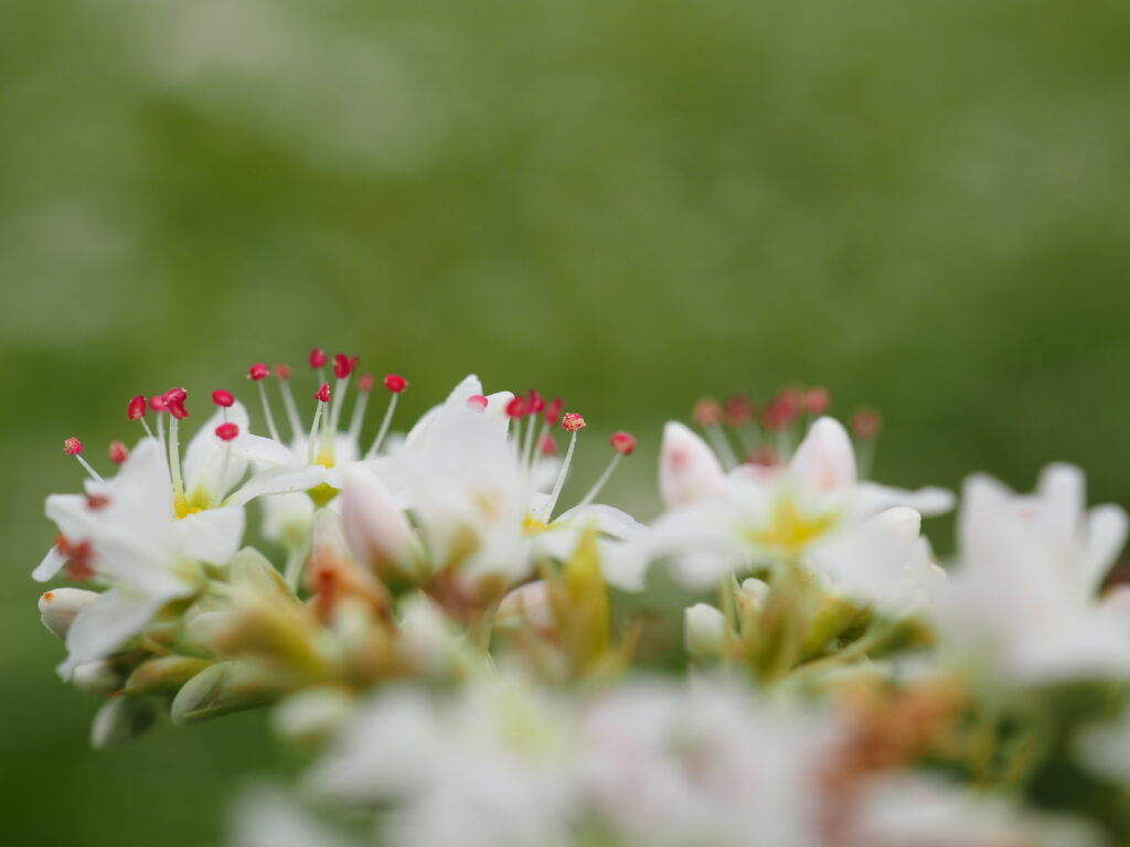ちちぶ花見の里のそばの花