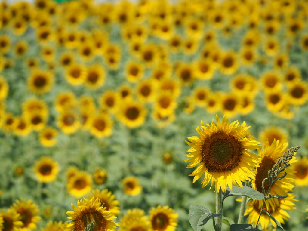 清瀬ひまわり畑のひまわり