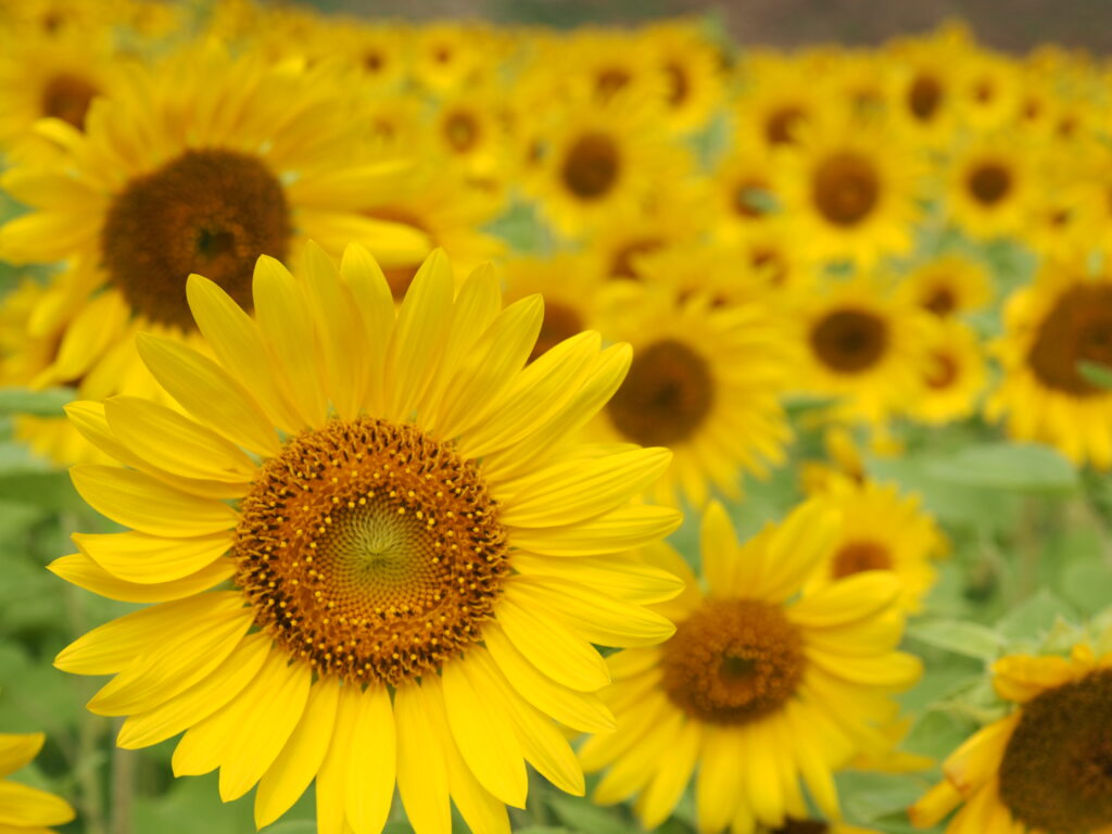 くりはま花の国のひまわり