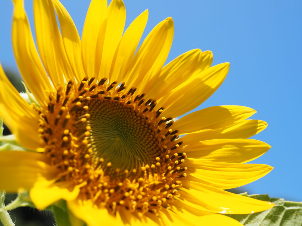 くりはま花の国のひまわり