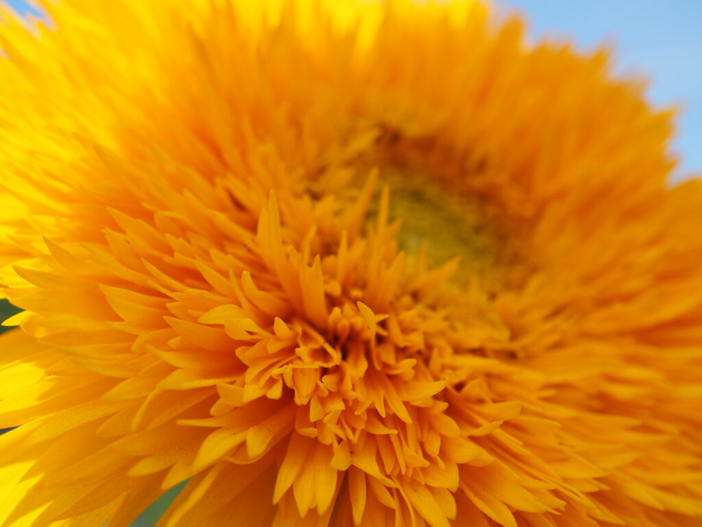 あけのひまわりフェスティバルのひまわり