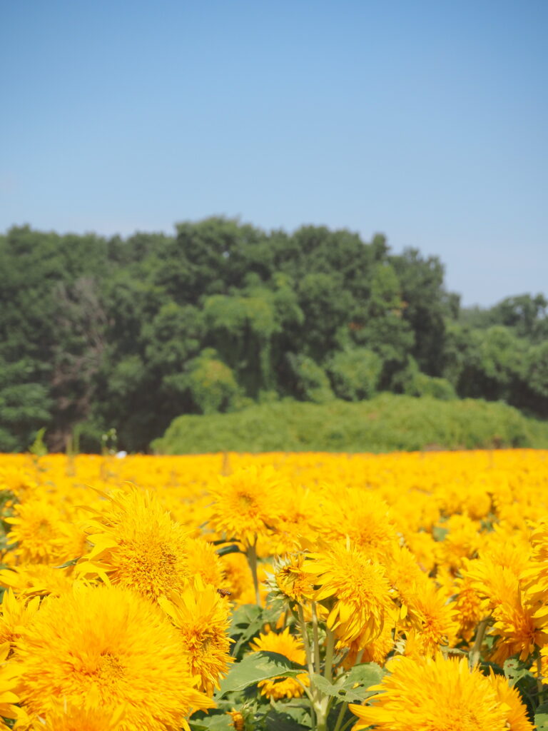 あけのひまわりフェスティバルのひまわり