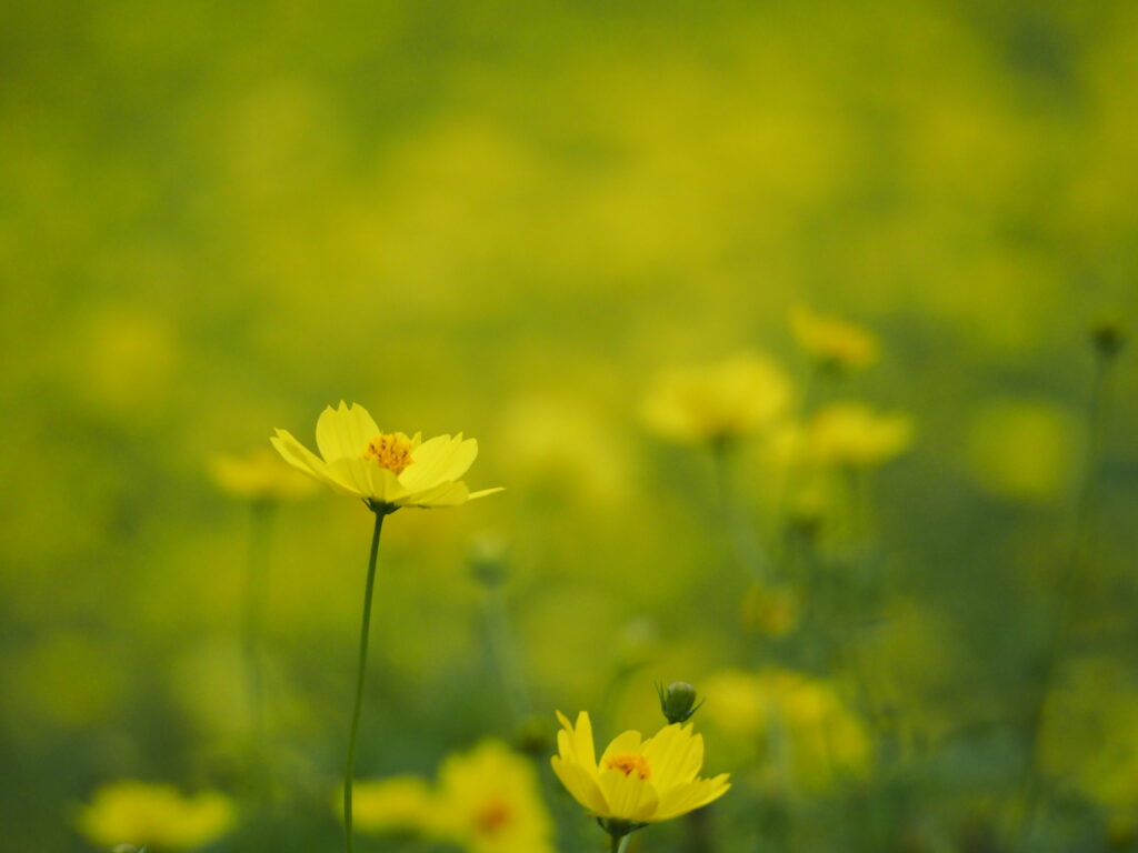 昭和記念公園のキバナコスモス(レモンブライト)