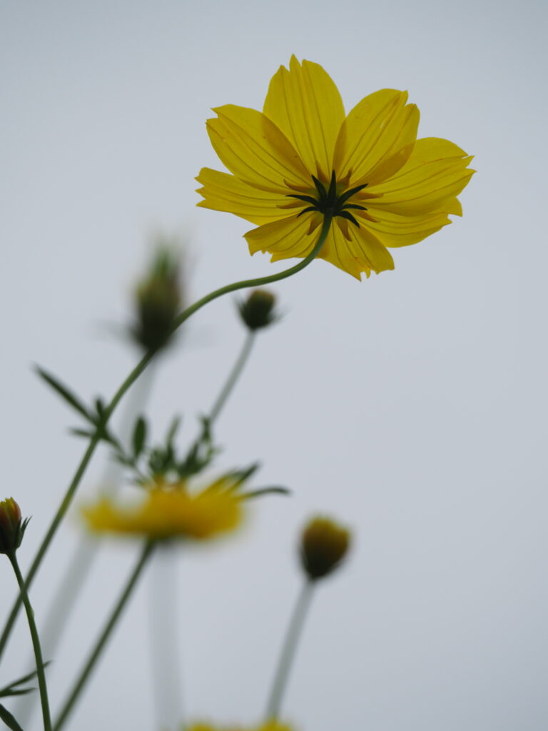 昭和記念公園のキバナコスモス(レモンブライト)