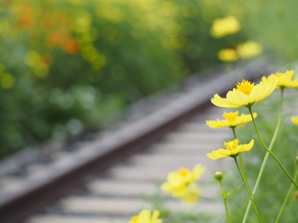 昭和記念公園のキバナコスモス(レモンブライト)