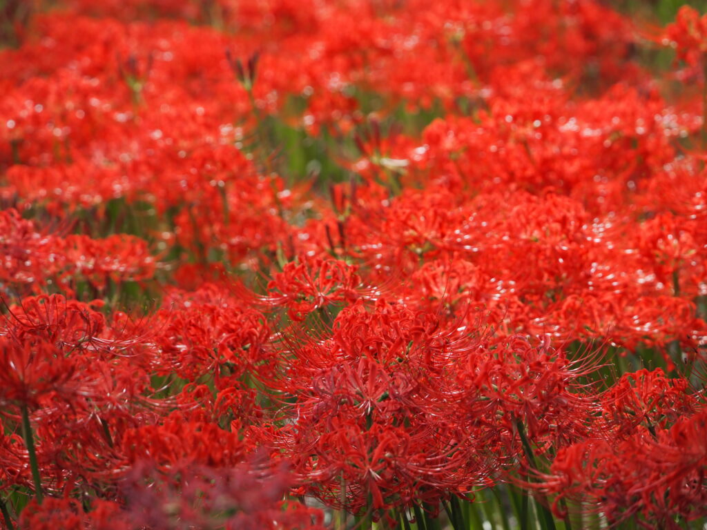 巾着田の曼珠沙華