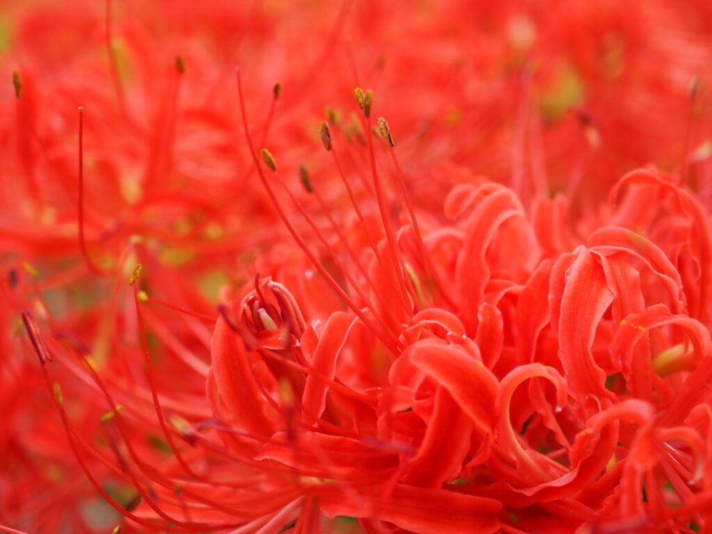 巾着田の曼珠沙華