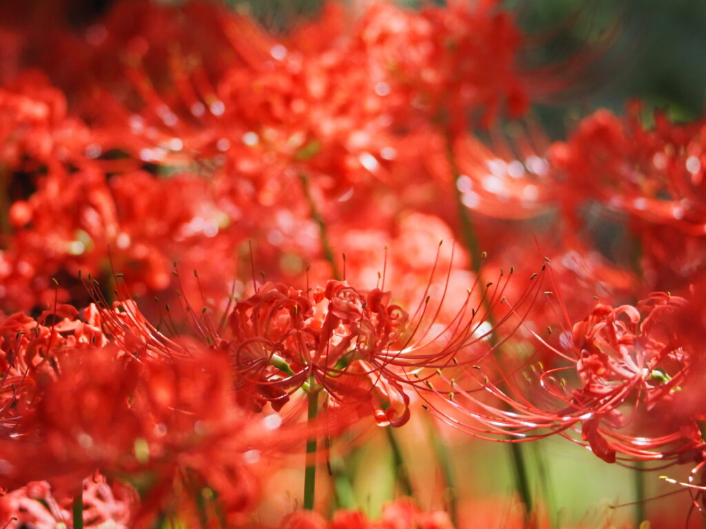 巾着田の曼珠沙華