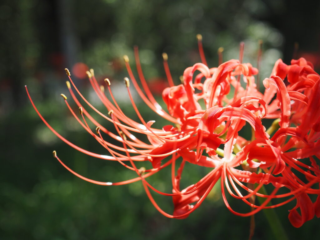 巾着田の曼珠沙華