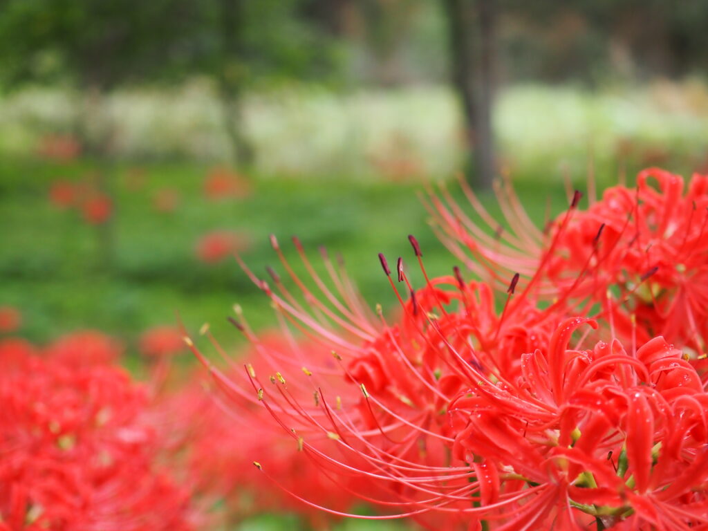 巾着田の曼珠沙華