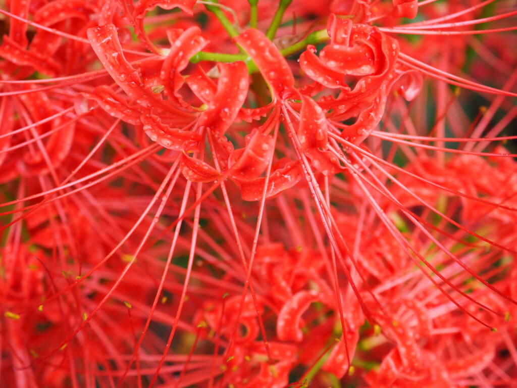 巾着田の曼珠沙華