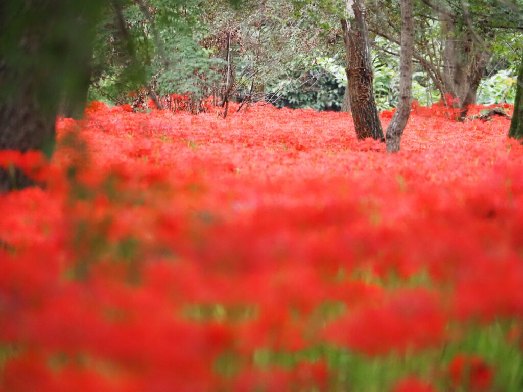 巾着田の曼珠沙華
