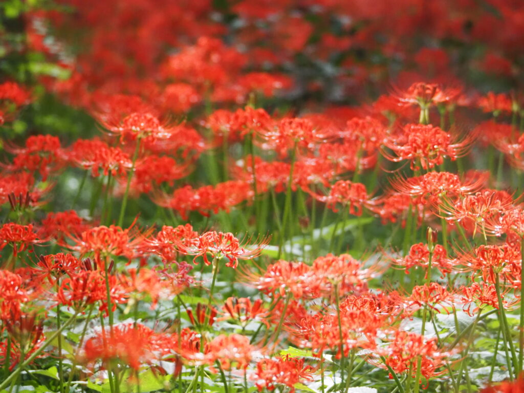巾着田の曼珠沙華