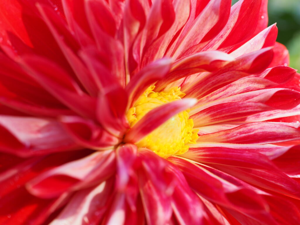両神山麓花の郷ダリア園(小鹿野ダリア園)のダリア