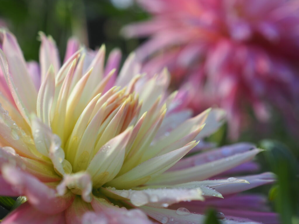 両神山麓花の郷ダリア園(小鹿野ダリア園)のダリア