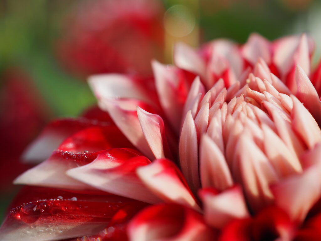 両神山麓花の郷ダリア園(小鹿野ダリア園)のダリア